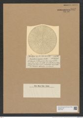 Eupodiscus insutus Castr. (de-Toni-Nr.: Genus 177, Species 4464) Zeichnungen Sammlung Grunow Nr. 8032 (NHMW-BOT-W0377340)
